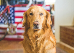 a dog staring at the camera with an american flag