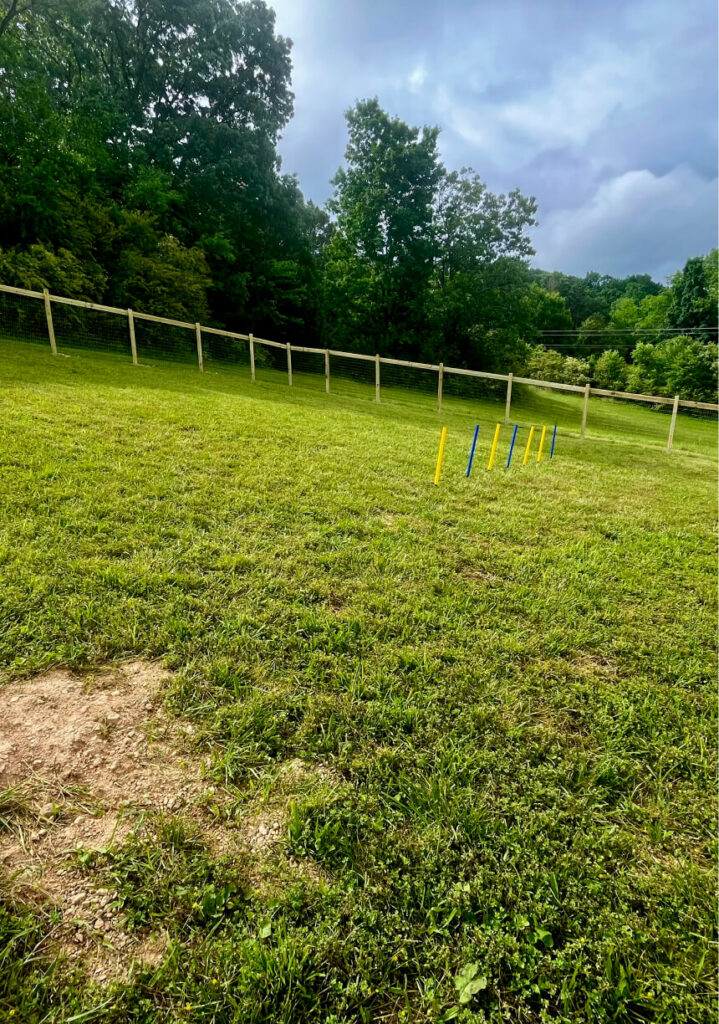 outdoor doggy play area