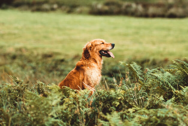 dog sitting in a field of grass