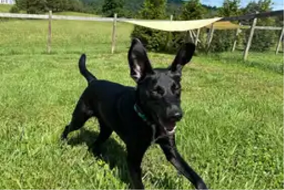 black dog running in a fenced in yard