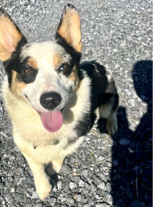 happy dog looking up at a camera