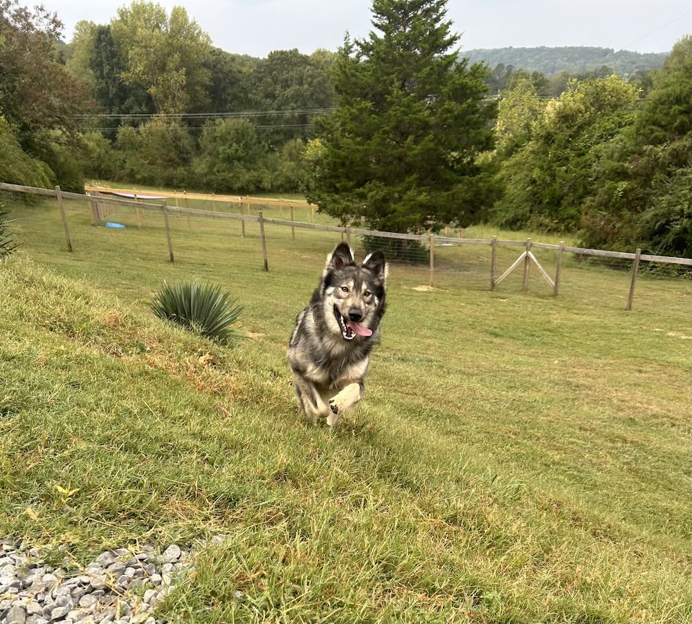 Yard with husky running