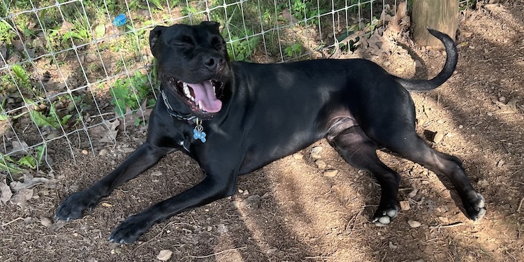 black dog laying down